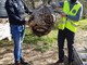 Lotta alla vespa velutina in Val Lerone e Val Merula: un seminario a Garlenda