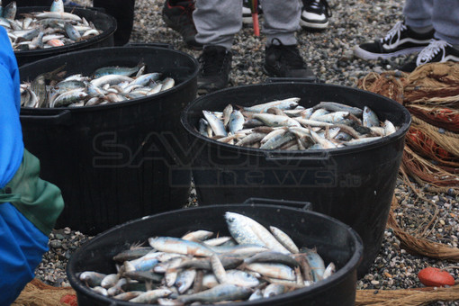 Coldiretti punta sullo sviluppo degli ittiturismi in Liguria: "Risorsa per l'economia e la tutela ambientale"