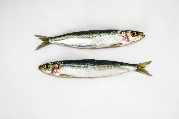 Sardine in piazza, a Savona il flash mob sarà colorato e a misura di bambino