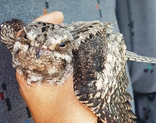 Cosseria, esemplare di succiacapre soccorso dall'Enpa