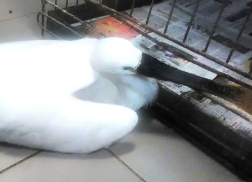 Savona: coppia di rari volatili cade nel Letimbro, recuperati da pescatori