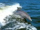 Un delfino: i cetacei sono molto diffusi nel Mar Ligure