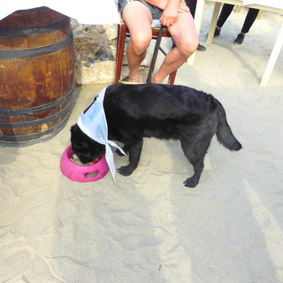 Continua il progetto Spiagge Didattiche con un progetto dedicato alla salute dei cani