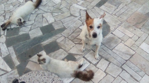 Appello per trovare una casa a Skipper