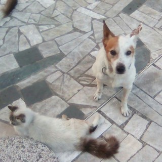 Appello per trovare una casa a Skipper