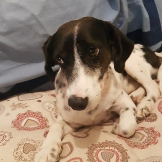 Lieto fine ad Albenga: ritrovato il cane "Sughero"