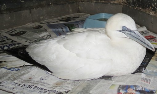 Savona: l'Enpa soccorre un raro esemplare di sula in porto, ma il volatile non ce la fa