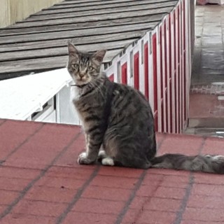 Savona, smarrito gatto di nome Astro in zona Fornaci