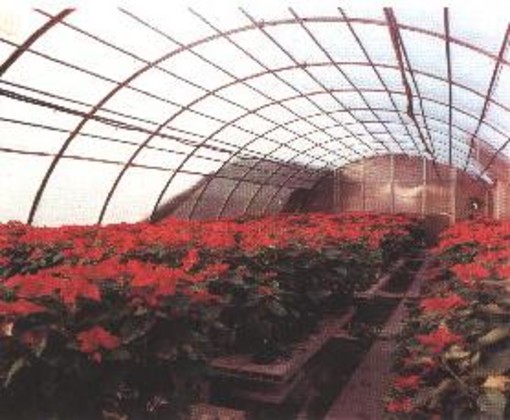 Liguria: nasce "Fiore Giusto" da floricoltura sostenibile