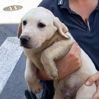 Cani sequestrati a Savona, il Canile: "Per ora non sono adottabili. Sono arrivati in condizioni precarie e potenzialmente pericolose"
