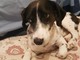 Lieto fine ad Albenga: ritrovato il cane "Sughero" Lieto fine ad Albenga: ritrovato il cane "Sughero"