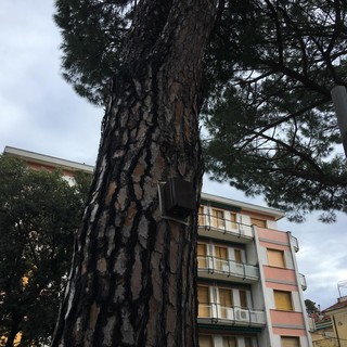 Celle, sensori sui pini in via Colla che segnalano il rischio caduta