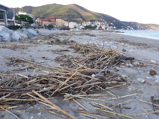 Materiale spiaggiato a Spotorno, i consiglieri Spiga e Bonasera: "C'era un rischio di ostruzione dei ponti"