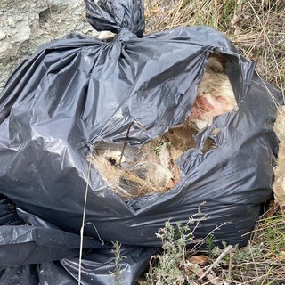 Cairo, la denuncia dell'Accademia Kronos: "Trovato sacchi pieni di carcasse animali" (FOTO)