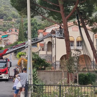 Pietra, gatto intrappolato sull'albero: vigili del fuoco mobilitati in via San Francesco (FOTO)