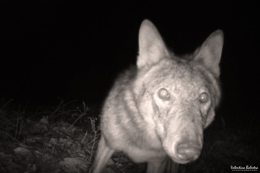 Foto Valentina Balestra Foto Valentina Balestra