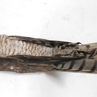 Vado Ligure, sparviere imprigionato in un capannone industriale muore dopo diversi giorni di agonia