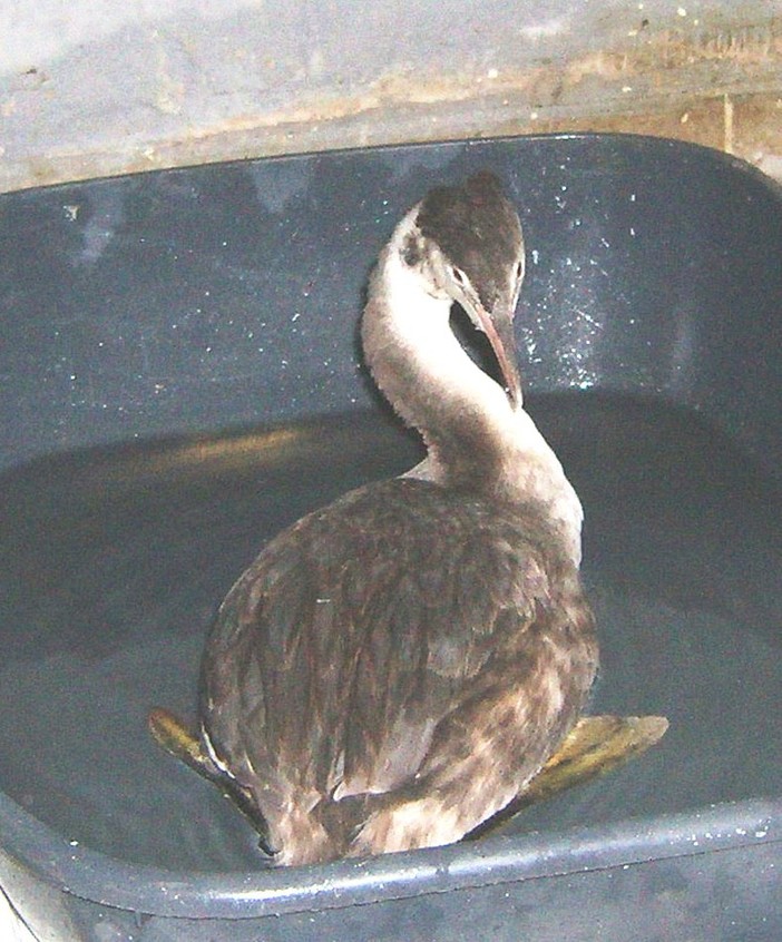 Raro esemplare di svasso soccorso a Spotorno