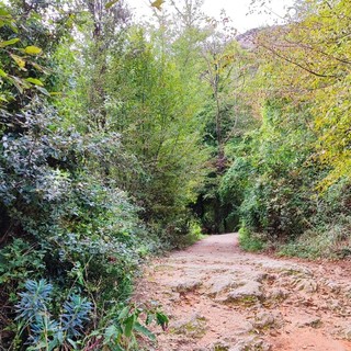 Cinghiali caduti da una falesia, i cacciatori: "Nessuna battuta nella zona, non possiamo essere sempre additati"