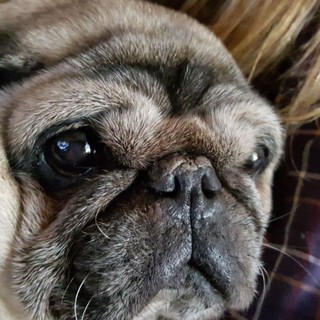 Appello disperato: "Aiutatemi a ritrovare Sonny"