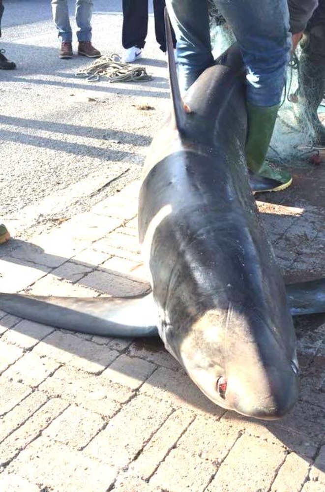 Due pescatori di bianchetti sanzionati ad Andora dalla Guardia Costiera: il plauso dell'Enpa