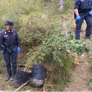 Piantagione di marijuana nei boschi di Erli: sequestrate dai Carabinieri Forestali 20 piante di cannabis