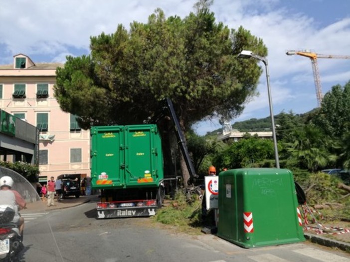 Finale, Guzzi replica alla minoranza sul verde: "Programmiamo gli interventi con gli esperti del settore. Abbattimenti necessari per la sicurezza"