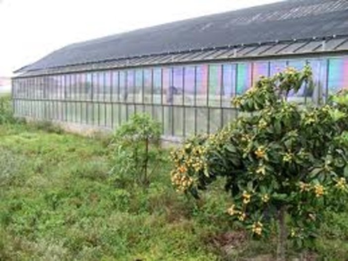 Albenga, martedi nuovo seminario sull'innovazione per la coltivazione agricola Albenga, martedi nuovo seminario sull'innovazione per la coltivazione agricola