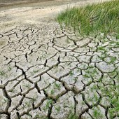 Siccità in Liguria, 170 segnalazioni di danni alle colture: al via le verifiche per la calamità naturale Siccità in Liguria, 170 segnalazioni di danni alle colture: al via le verifiche per la calamità naturale