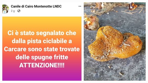 Spugne fritte a Carcare: scatta l'allarme, sono letali per cani e gatti