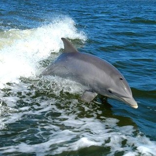 Finale Ligure inaugura il nuovo percorso dei cetacei