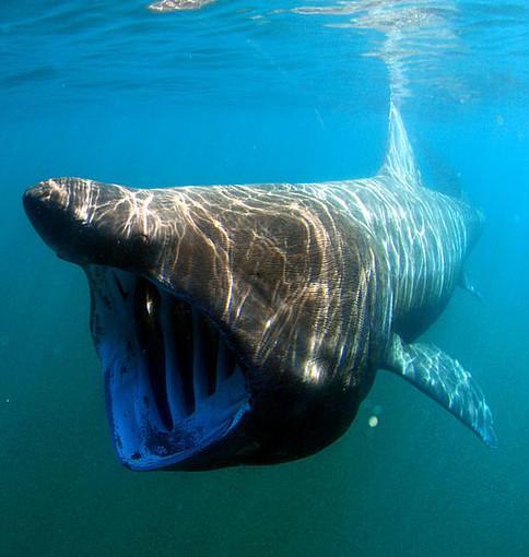 Albenga, avvistato uno squalo elefante tra la costa e l'isola Gallinara: il video esclusivo
