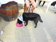 Continua il progetto Spiagge Didattiche con un progetto dedicato alla salute dei cani Continua il progetto Spiagge Didattiche con un progetto dedicato alla salute dei cani