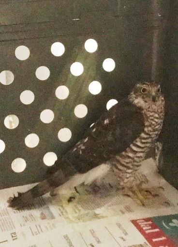 Savona, apre il portone e trova uno sparviere davanti a casa in difficoltà: intervento dell'Enpa Savona, apre il portone e trova uno sparviere davanti a casa in difficoltà: intervento dell'Enpa