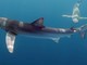 Avvistati tre squali azzurri nel Mar Ligure, associazione Menkab: &quot;Garantiscono lo stato di salute del nostro mare&quot; (FOTO e VIDEO)