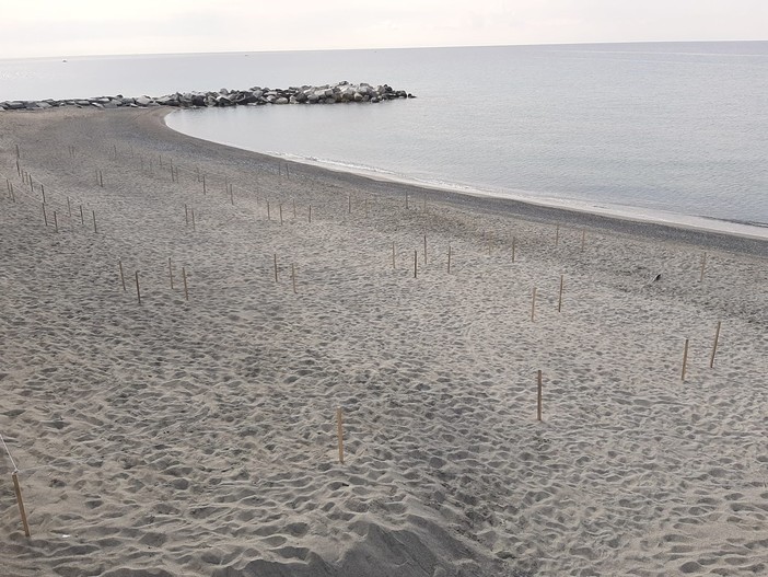 Celle e la spiaggia libera dei Piani in versione francese: posizionati i paletti e le corde (FOTO E VIDEO) Celle e la spiaggia libera dei Piani in versione francese: posizionati i paletti e le corde (FOTO E VIDEO)