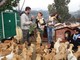 Il Comune di Albenga in prima fila per promuovere l'adozione della carica dei 108 cani di Camporosso