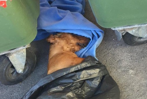 Cadavere di un cane tra i cassonetti dell'immondizia: è giallo a Borghetto