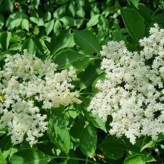Fiore di sambuco