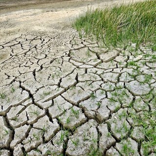 Siccità in Liguria, 170 segnalazioni di danni alle colture: al via le verifiche per la calamità naturale Siccità in Liguria, 170 segnalazioni di danni alle colture: al via le verifiche per la calamità naturale