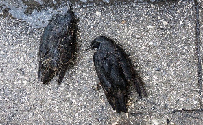 Barriere antirumore micidiali per i volatili, l'allarme Enpa