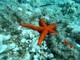 Alla scoperta della vita sott'acqua nell'Amp dell'Isola di Bergeggi: il 16 agosto appuntamento con lo snorkeling