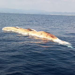 Savona: la carcassa di una balenottera recuperata dalla Capitaneria
