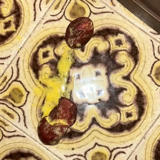 Spugne avvelenate lanciate in un giardino a Valleggia: cane vivo per miracolo