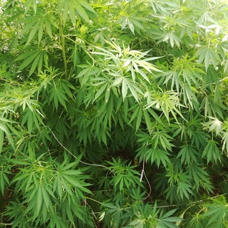 Piantagione di marijuana sul terrazzo, intervento dei Carabinieri a Savona