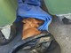 Cadavere di un cane tra i cassonetti dell'immondizia: è giallo a Borghetto
