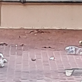 Porta a Porta a Savona, una lettrice: &quot;Sempre più indignata di come la città stia diventando una discarica&quot;