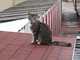 Savona, smarrito gatto di nome Astro in zona Fornaci