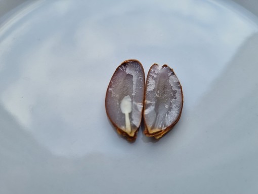 Esperimento sul seme di un caco, a me è uscito un cucchiaio e a voi?