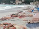Un appello su Facebook per aiutare i pescatori nolesi dopo il maltempo Un appello su Facebook per aiutare i pescatori nolesi dopo il maltempo